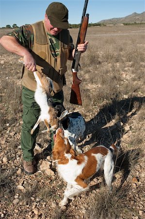 Pointer and brittany hunting dogs retrieving a hare Stock Photo - Budget Royalty-Free & Subscription, Code: 400-04306755