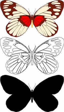 Illustration butterfly in vector. Stock Photo - Budget Royalty-Free & Subscription, Code: 400-04306784