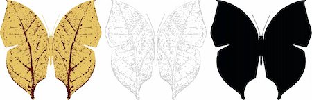 falena - Illustration butterfly in vector. Fotografie stock - Microstock e Abbonamento, Codice: 400-04306783