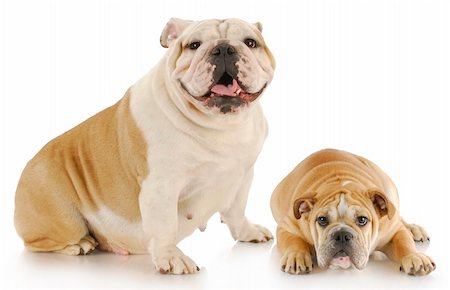 simsearch:400-06758857,k - english bulldog mother and puppy with refection on white background Foto de stock - Royalty-Free Super Valor e Assinatura, Número: 400-04306855