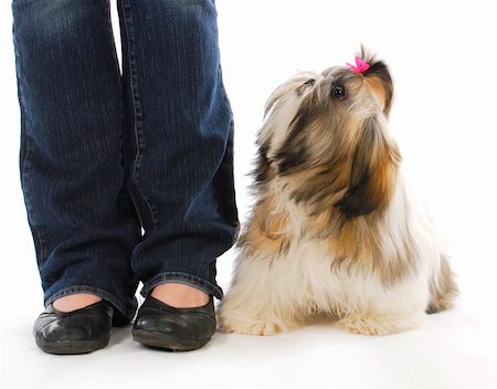 shiatsu - dog and owner - shih tzu puppy sitting looking up at owner on white background Stockbilder - Microstock & Abonnement, Bildnummer: 400-04306870