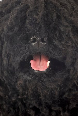 sheep dog portraits - portrait of corded puli panting - close up details Stock Photo - Budget Royalty-Free & Subscription, Code: 400-04306871