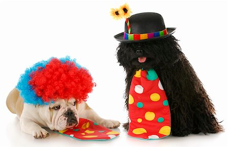 simsearch:400-09158556,k - puli and english bulldog dressed up like clowns with reflection on white background Foto de stock - Royalty-Free Super Valor e Assinatura, Número: 400-04306872