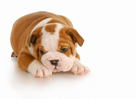 english bulldog puppy - six weeks old on white background Stock Photo - Budget Royalty-Free & Subscription, Code: 400-04306873