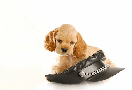 funny bikers pictures - cocker spaniel puppy sitting on black leather biker hat with reflection on white background Stock Photo - Budget Royalty-Free & Subscription, Code: 400-04306987