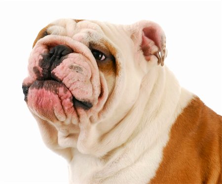 simsearch:400-04875271,k - english bulldog making silly expression on white background Stock Photo - Budget Royalty-Free & Subscription, Code: 400-04306980