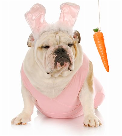 simsearch:400-04576043,k - english bulldog dressed up as easter bunny sitting beside carrot dangling on a string with reflection on white background Stock Photo - Budget Royalty-Free & Subscription, Code: 400-04307009