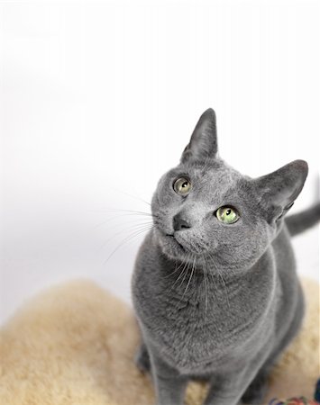 simsearch:400-07033712,k - Portrait of a Russian Blue Cat, studio shot, white background Photographie de stock - Aubaine LD & Abonnement, Code: 400-04307046