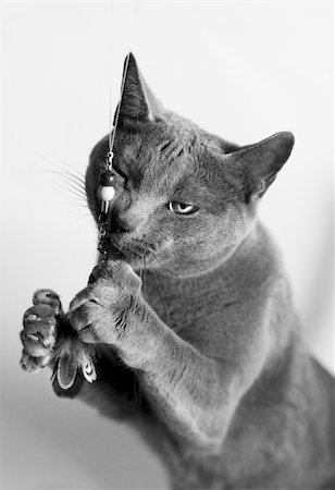simsearch:400-07033712,k - Portrait of a Russian Blue Cat playing, studio shot, white background Stock Photo - Budget Royalty-Free & Subscription, Code: 400-04307061