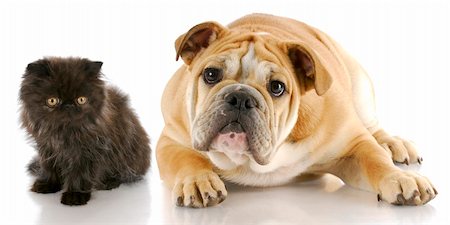 simsearch:400-07893849,k - adorable persian kitten and english bulldog puppy with reflection on white background Foto de stock - Super Valor sin royalties y Suscripción, Código: 400-04307087