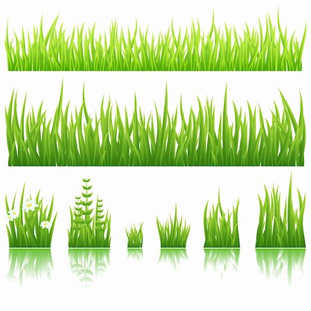 simsearch:400-05362449,k - Different types of green grass isolated on white background. Photographie de stock - Aubaine LD & Abonnement, Code: 400-04307099