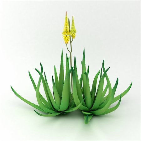 Alone aloe at the white background Stock Photo - Budget Royalty-Free & Subscription, Code: 400-04307287