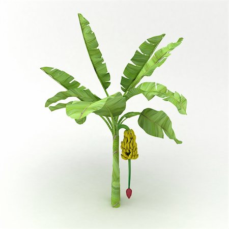 musa acuminata banana tree at the white background Stock Photo - Budget Royalty-Free & Subscription, Code: 400-04307289