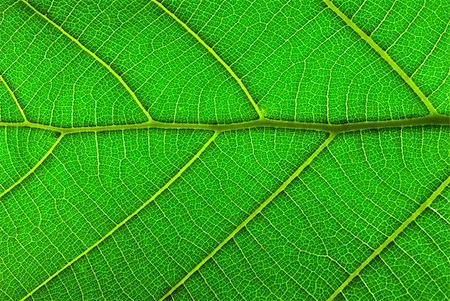 simsearch:400-04739592,k - A beautiful natural pattern.,Visible as the leaves of golden teak. Stock Photo - Budget Royalty-Free & Subscription, Code: 400-04307328