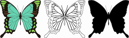 Illustration butterfly in vector. Stock Photo - Budget Royalty-Free & Subscription, Code: 400-04307333