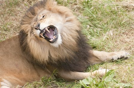 simsearch:400-05353672,k - African lion roaring Stock Photo - Budget Royalty-Free & Subscription, Code: 400-04307363