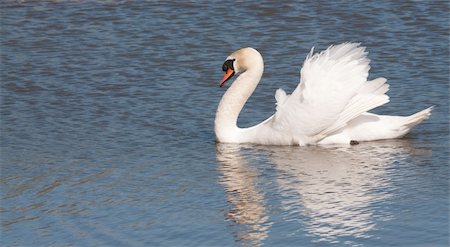 simsearch:400-04519224,k - Male mute swan (cob) reflected in the water Photographie de stock - Aubaine LD & Abonnement, Code: 400-04307394