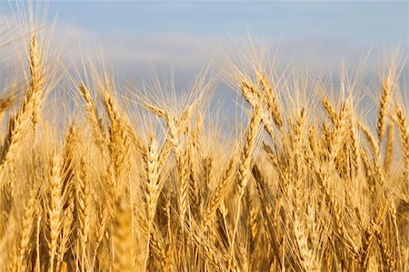 feeding barley - Golden wheat field close-up Stock Photo - Budget Royalty-Free & Subscription, Code: 400-04307642