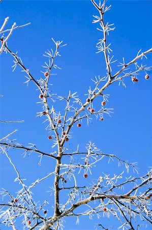 simsearch:400-05306863,k - Frozen frosted tree branch with red berries against blue sky Fotografie stock - Microstock e Abbonamento, Codice: 400-04308248