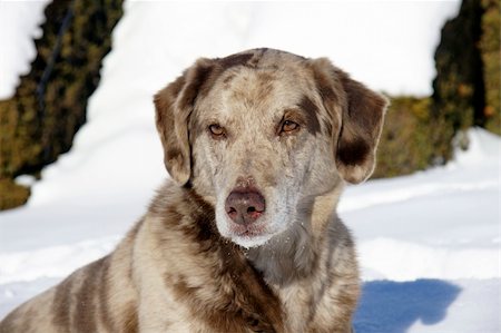 Beautiful spotted mix dog sitting in the snow, great details on face with snowflakes and ice on whiskers. Fotografie stock - Microstock e Abbonamento, Codice: 400-04308480
