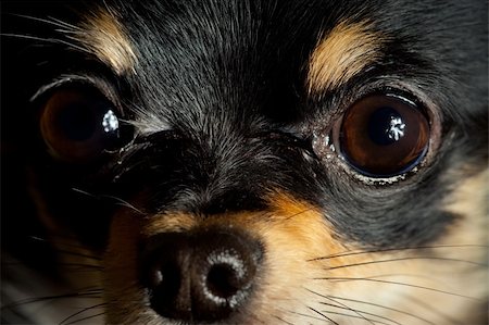 simsearch:400-04312761,k - Long-hair Chihuahua dog close up at home Stock Photo - Budget Royalty-Free & Subscription, Code: 400-04308578