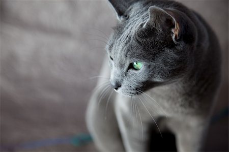 simsearch:400-04635909,k - Portrait of a Russian Blue Cat, studio shot Photographie de stock - Aubaine LD & Abonnement, Code: 400-04308935