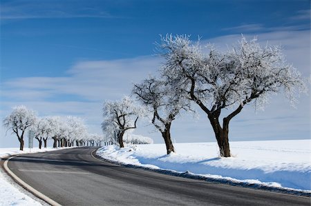 snowy road tree line - Alley of trees and empty road in winter Stock Photo - Budget Royalty-Free & Subscription, Code: 400-04309304
