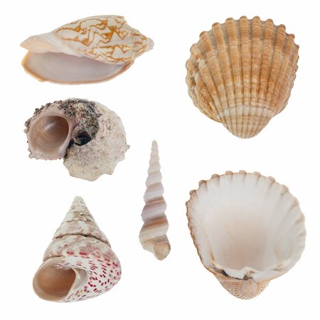 simsearch:400-04574520,k - Sea shells isolated on white background. Stockbilder - Microstock & Abonnement, Bildnummer: 400-04309655