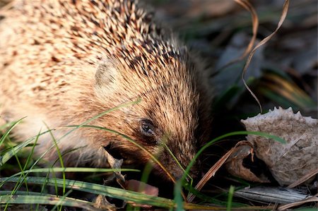 Hedgehog in wood in a grass. Morning. Fotografie stock - Microstock e Abbonamento, Codice: 400-04309668