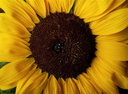 reception area - Sunflower isolated on black background studio shot Photographie de stock - Aubaine LD & Abonnement, Code: 400-04309673