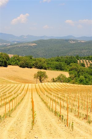 Hill Of Tuscany With Young Vineyard In The Chianti Region Stock Photo - Budget Royalty-Free & Subscription, Code: 400-04309832