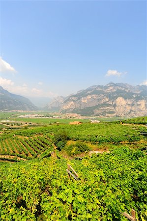 The Vineyard And Farm Houses At the Foot Of The Italian Alps Stock Photo - Budget Royalty-Free & Subscription, Code: 400-04309914