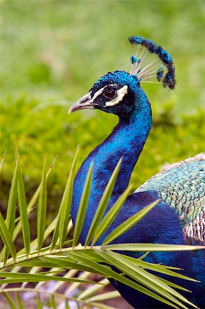 Detail of the head of peacock Stock Photo - Budget Royalty-Free & Subscription, Code: 400-04309917