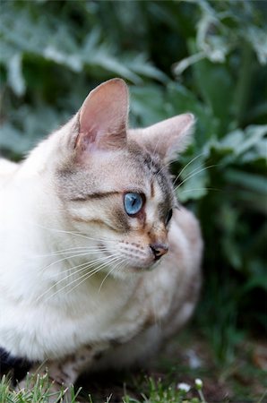 A Bengal cat outside in the garden Photographie de stock - Aubaine LD & Abonnement, Code: 400-04309973