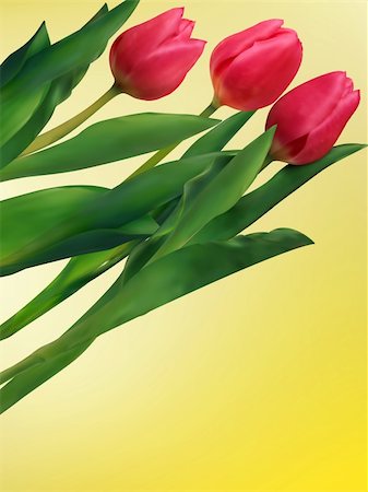simsearch:400-04340566,k - Bunch of tulip flowers on the table. EPS 8 vector file included Photographie de stock - Aubaine LD & Abonnement, Code: 400-04300078