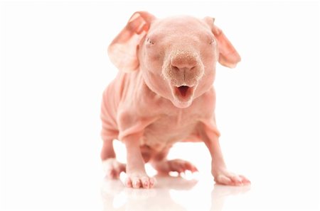 skinny guinea pig on the white Photographie de stock - Aubaine LD & Abonnement, Code: 400-04300121