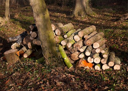 simsearch:400-05736665,k - Firewood cut in forest and stacked with the sun shining on the pile Fotografie stock - Microstock e Abbonamento, Codice: 400-04300288