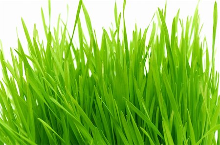 simsearch:400-05132684,k - green grass on a white background Stockbilder - Microstock & Abonnement, Bildnummer: 400-04300343