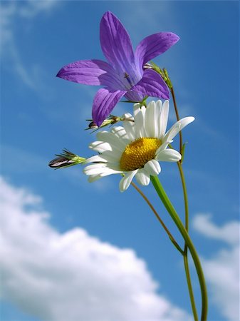 wild daisy and bluebell against blue sky with light clouds Stock Photo - Budget Royalty-Free & Subscription, Code: 400-04300434