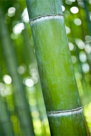 Detail of a bamboo stem in the Japanese bamboo forest with a shallow DOF Stock Photo - Budget Royalty-Free & Subscription, Code: 400-04300627