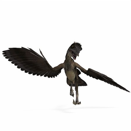 simsearch:400-04793730,k - Dinosaur Archaeopteryx. 3D rendering with clipping path and shadow over white Foto de stock - Royalty-Free Super Valor e Assinatura, Número: 400-04300711