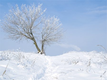 The lonely tree costs in the winter near it the footpath is trodden by people Stockbilder - Microstock & Abonnement, Bildnummer: 400-04300822