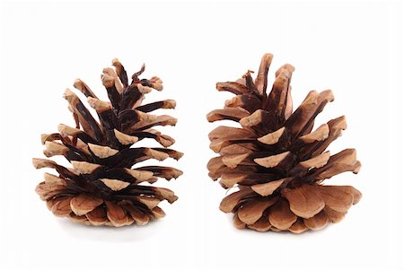 simsearch:400-04653794,k - Fur-tree and pine cones on a white background Photographie de stock - Aubaine LD & Abonnement, Code: 400-04301089