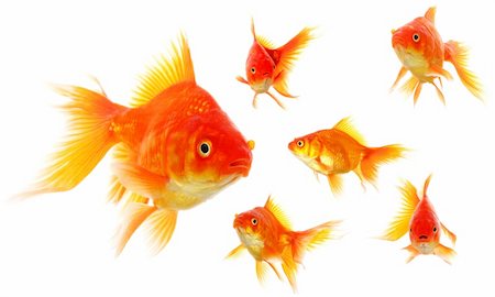 collection of goldfish isolated on white showing nature or eco concept Stock Photo - Budget Royalty-Free & Subscription, Code: 400-04301357