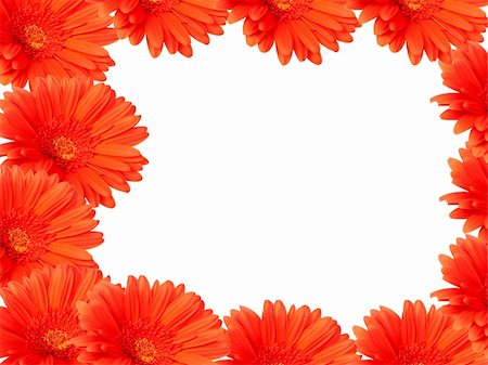 simsearch:400-04095393,k - Red gerber daisies on white background forming a frame Fotografie stock - Microstock e Abbonamento, Codice: 400-04301695