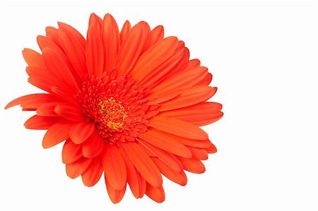 simsearch:400-04095393,k - Red gerber daisy on white background. Shallow depth of field Fotografie stock - Microstock e Abbonamento, Codice: 400-04301696