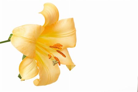 simsearch:400-05883363,k - Beautiful yellow tiger lilly on white background Photographie de stock - Aubaine LD & Abonnement, Code: 400-04301697