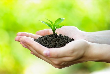 simsearch:400-04806477,k - plant in the hand on  green background Stock Photo - Budget Royalty-Free & Subscription, Code: 400-04301764