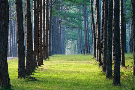 pathway with pine tree pattern on sideway with sunlight in the morning Stock Photo - Budget Royalty-Free & Subscription, Code: 400-04301873