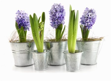 Purple hyacinth in aluminum pots on white Stock Photo - Budget Royalty-Free & Subscription, Code: 400-04302136